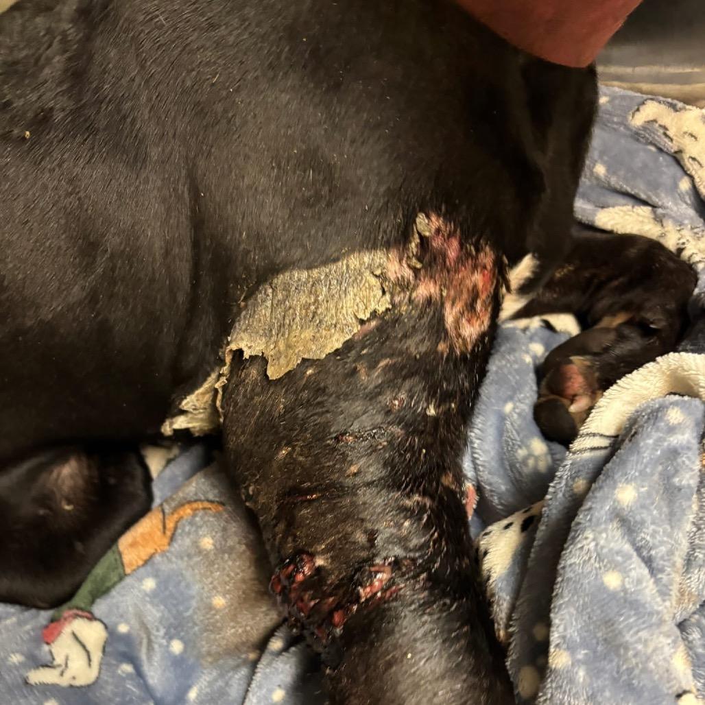 Duncan — thumbnail 2