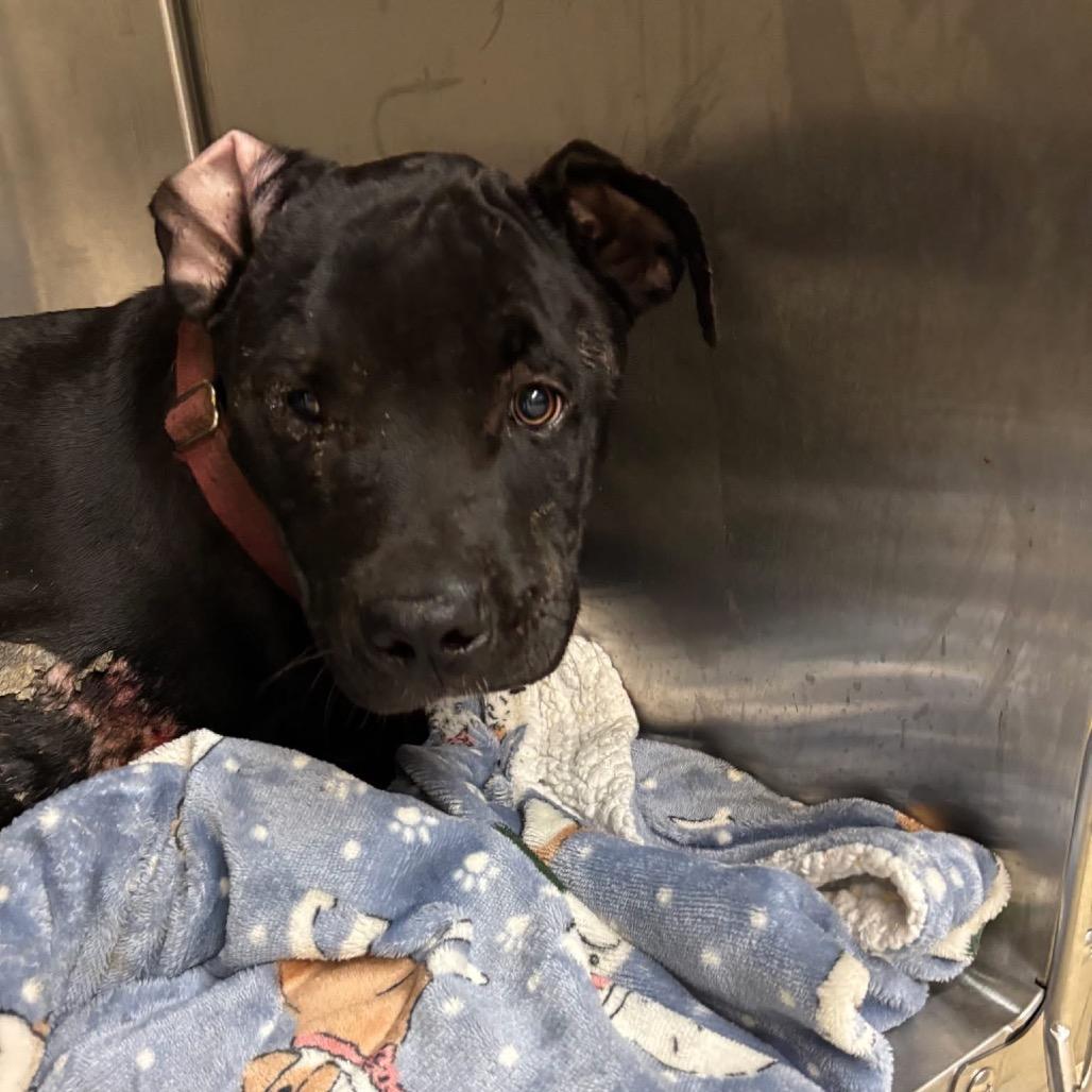 Duncan — thumbnail 3