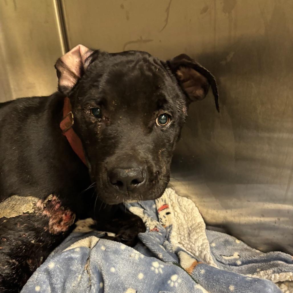 Duncan — thumbnail 4