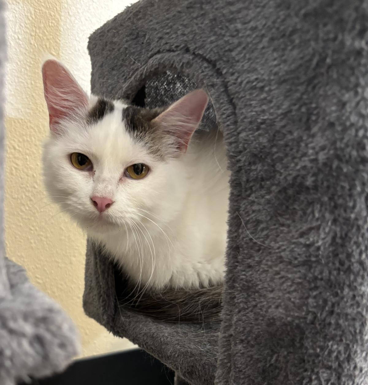 Sally-In Foster, Adoptable, Adult Female Domestic Medium Hair.
