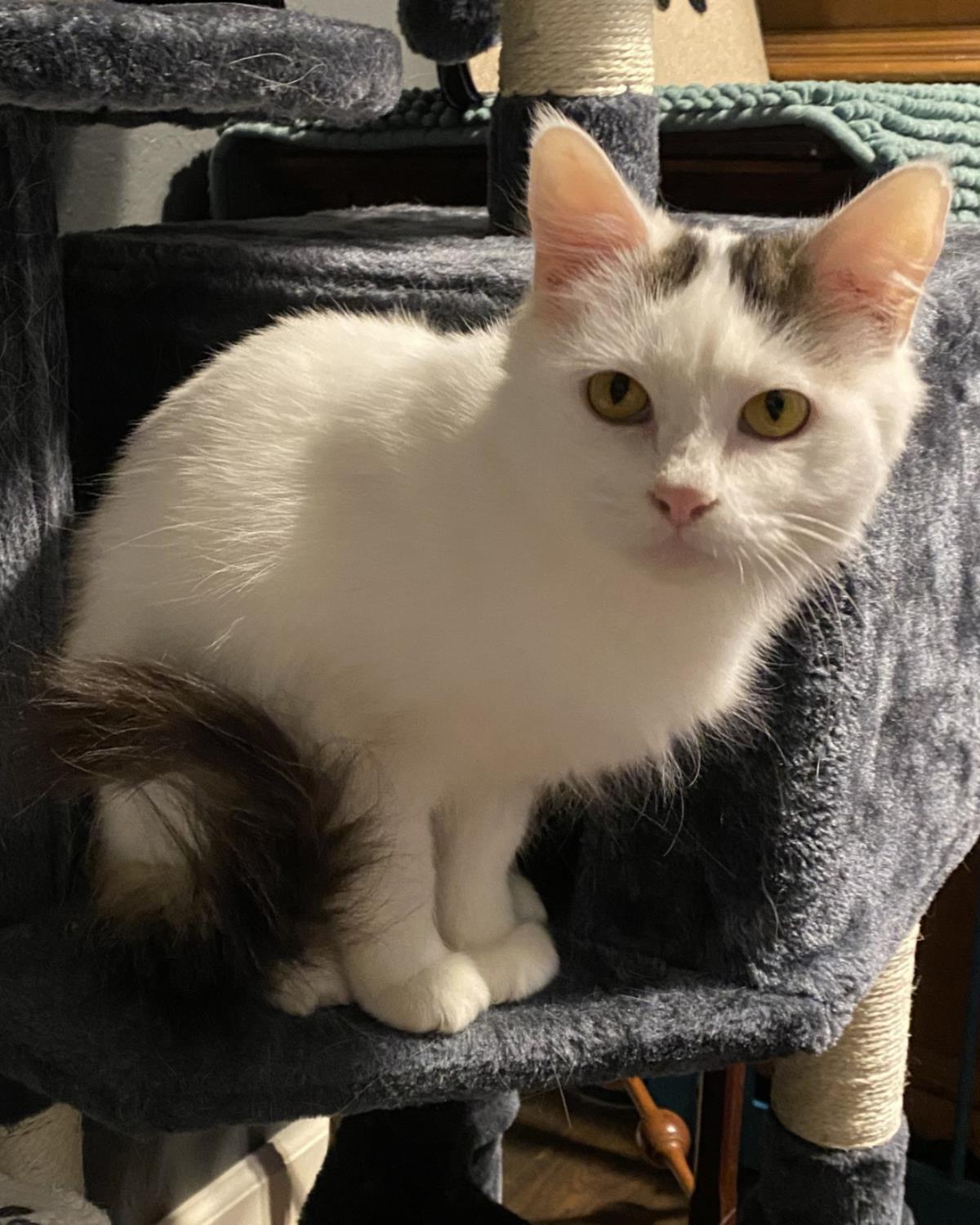 Enlarge Sally-In Foster, a Adoptable Domestic Medium Hair in Rockwall, TX image 2/3
