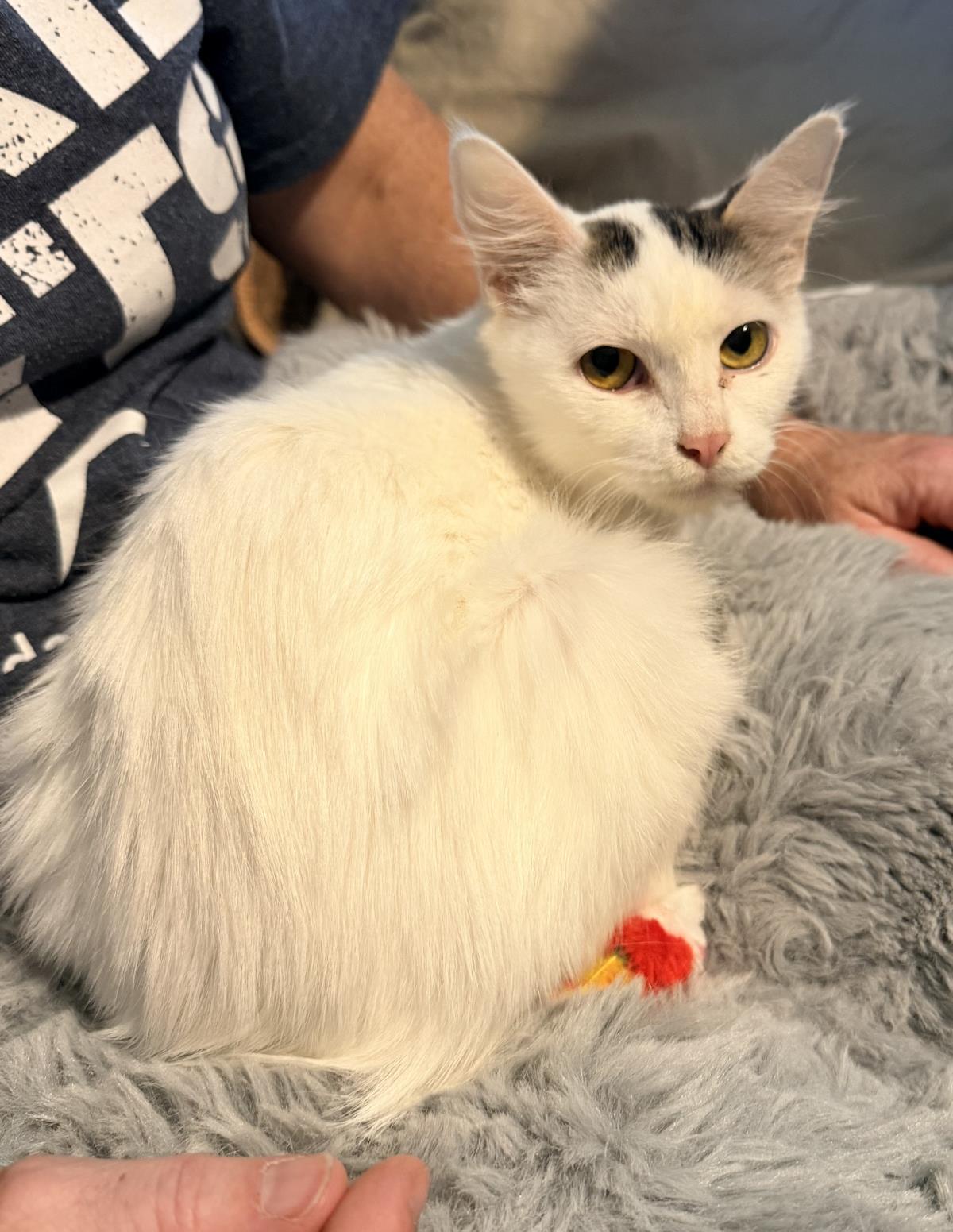 Enlarge Sally-In Foster, a Adoptable Domestic Medium Hair in Rockwall, TX image 3/3