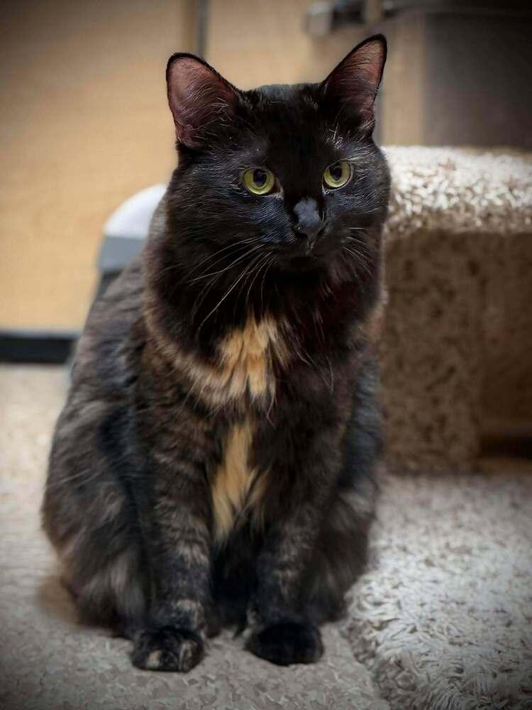 Jinxie (Jinx), Adoptable, Adult Female Domestic Medium Hair & Domestic Short Hair.
