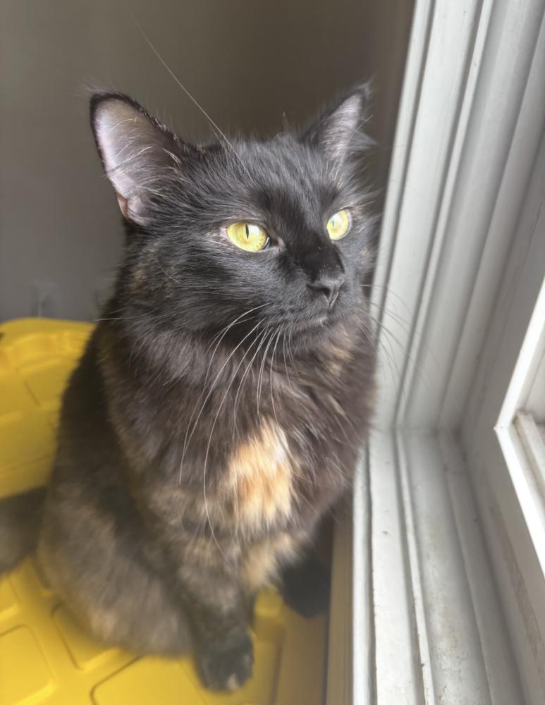 Enlarge Jinxie (Jinx), a Adoptable mixed breed in Virginia Beach, VA image 2/2