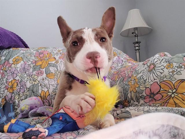 RUTHIE, Adoptable, Young Female Boston Terrier & Mixed Breed.