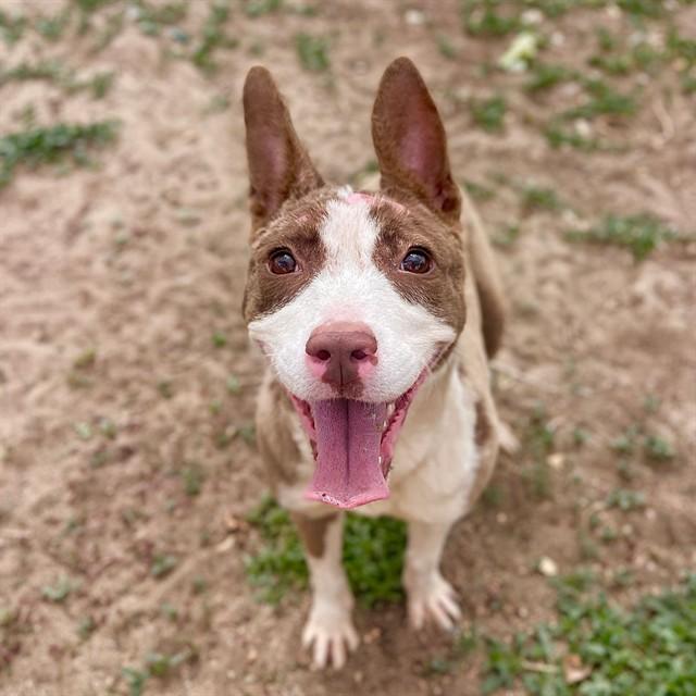 Enlarge RUTHIE, a Adoptable mixed breed in Aurora, CO image 1/1