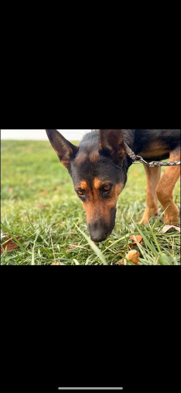 Enlarge Lucy , a ADOPTABLE mixed breed in Towanda, PA image 1/1