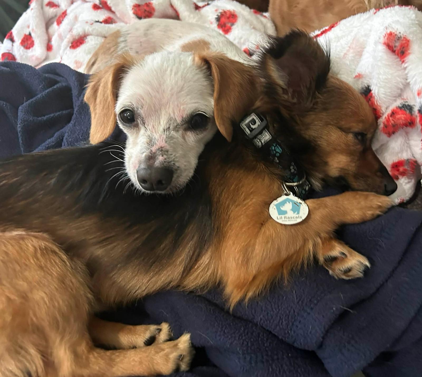 Clint - MUST BE ADOPTED WITH SIDNEY, Adoptable, Adult Male Chihuahua.
