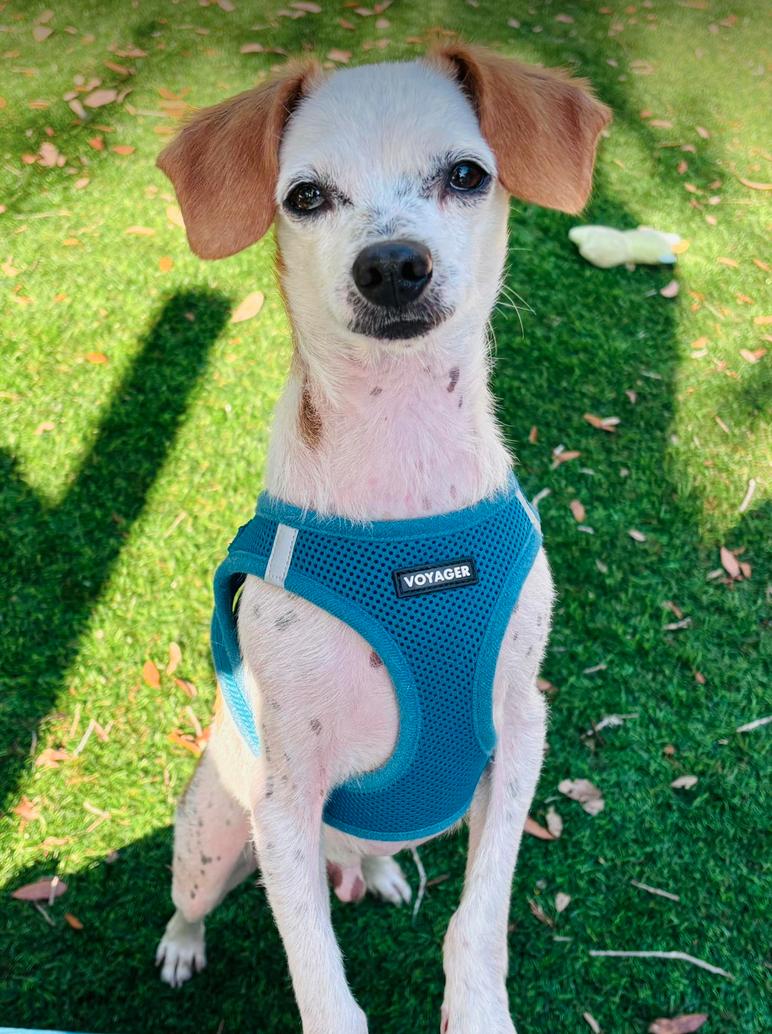 Enlarge Clint, a Adoptable Chihuahua in Osteen, FL image 1/3