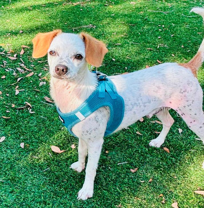 Enlarge Clint, a Adoptable Chihuahua in Osteen, FL image 2/3