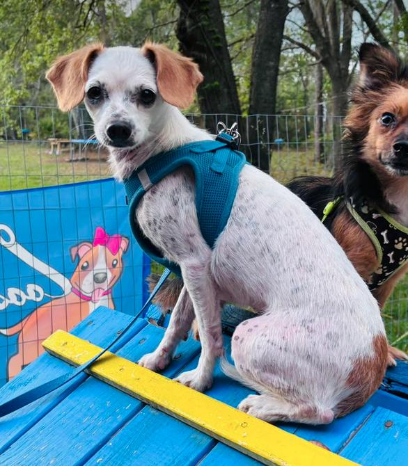 Enlarge Clint, a Adoptable Chihuahua in Osteen, FL image 3/3