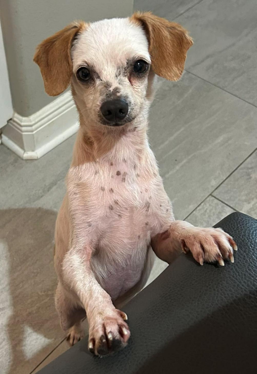 Clint - MUST BE ADOPTED WITH SIDNEY, a Adoptable Chihuahua in Osteen, FL image 2/2