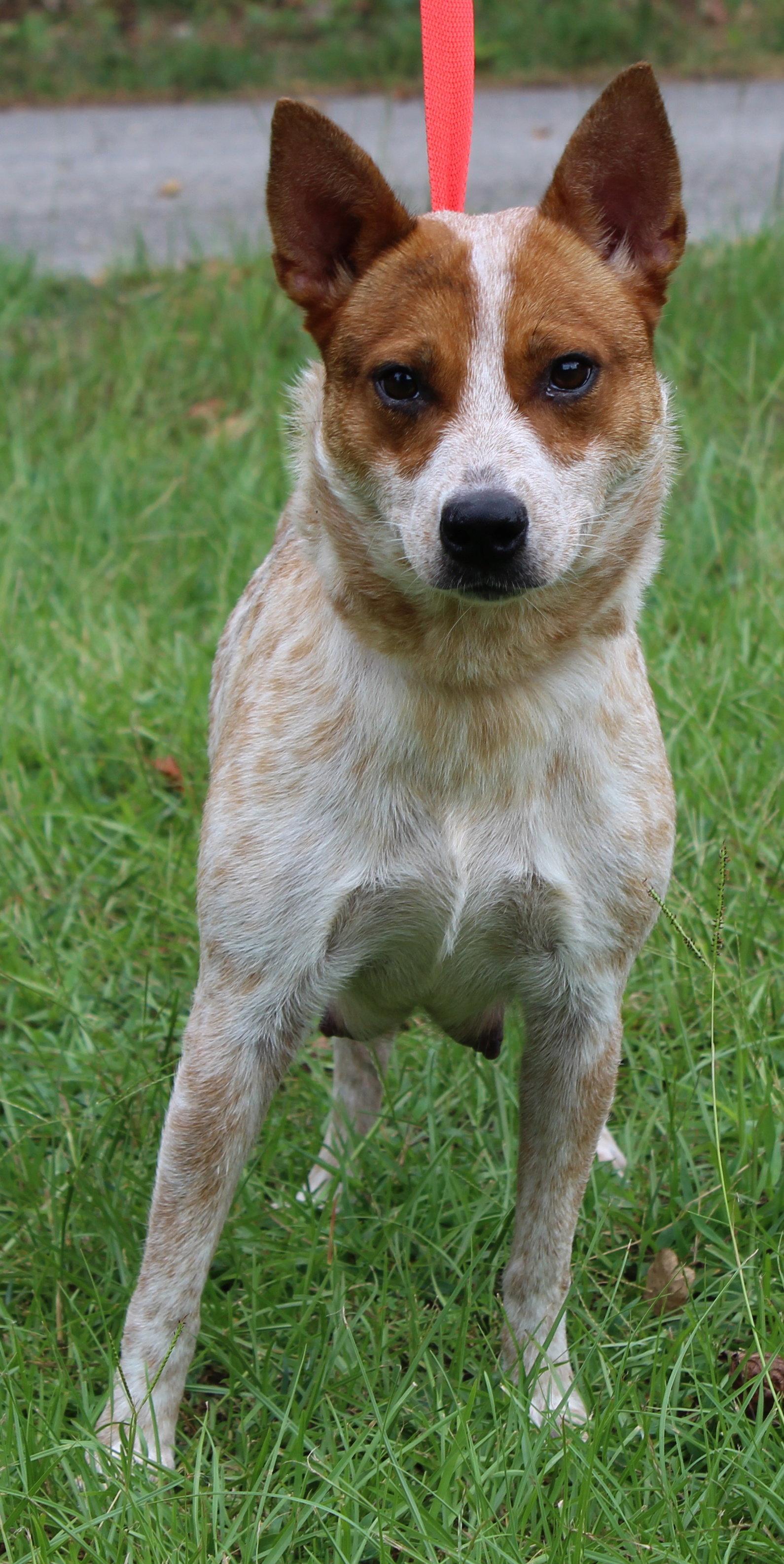Nova 43796, Adoptable, Adult Female Australian Cattle Dog / Blue Heeler.