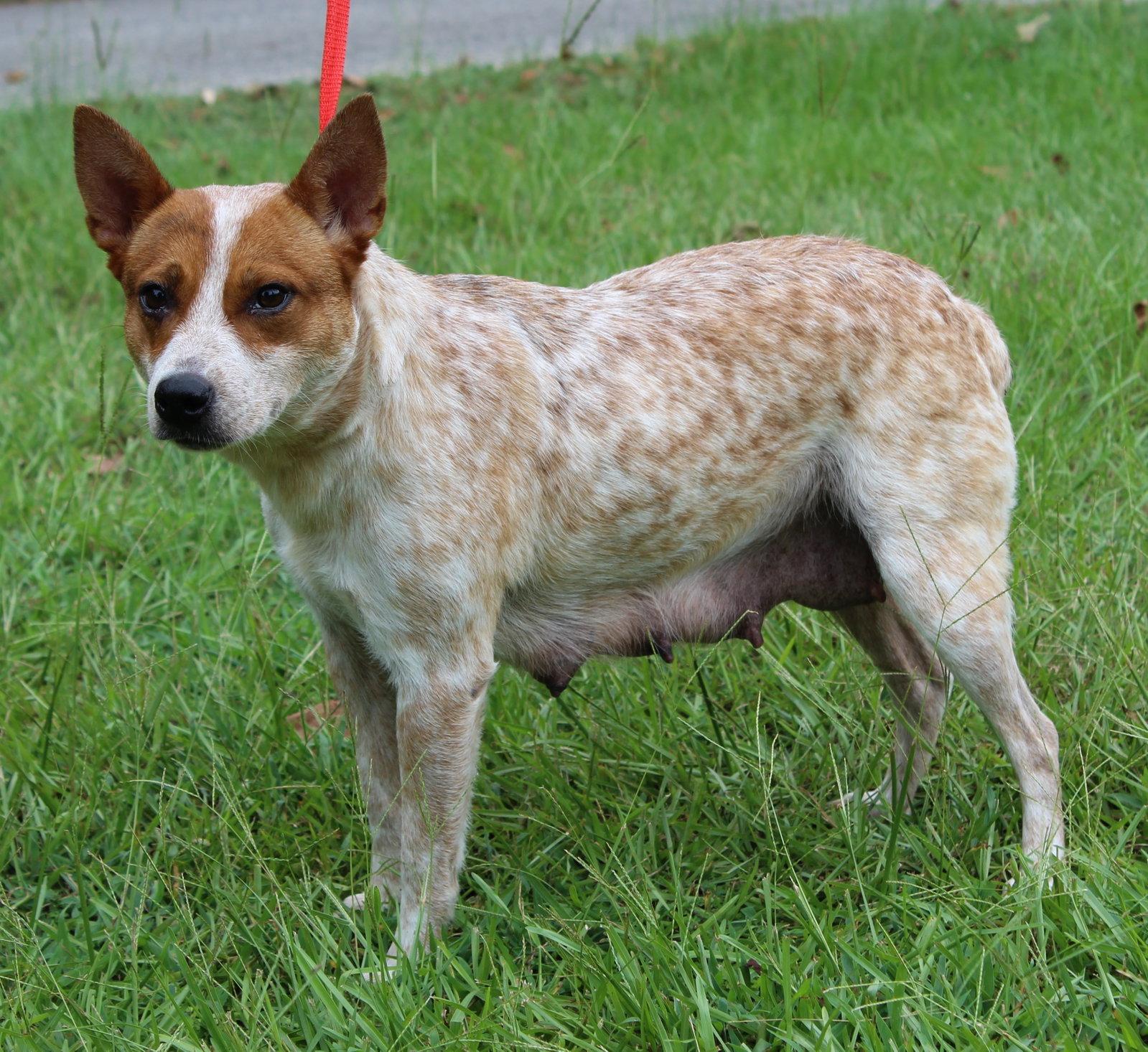Nova 43796, a Adoptable Australian Cattle Dog / Blue Heeler in Prattville, AL image 2/3