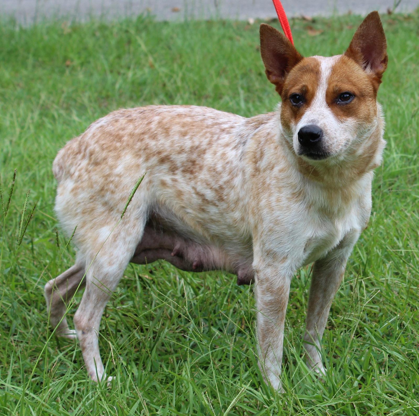 Nova 43796, a Adoptable Australian Cattle Dog / Blue Heeler in Prattville, AL image 3/3