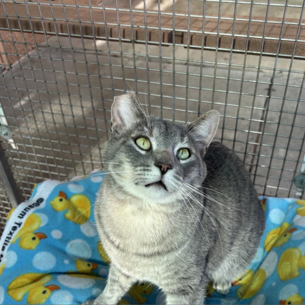 Sukuna, Adoptable, Adult Male Domestic Short Hair.