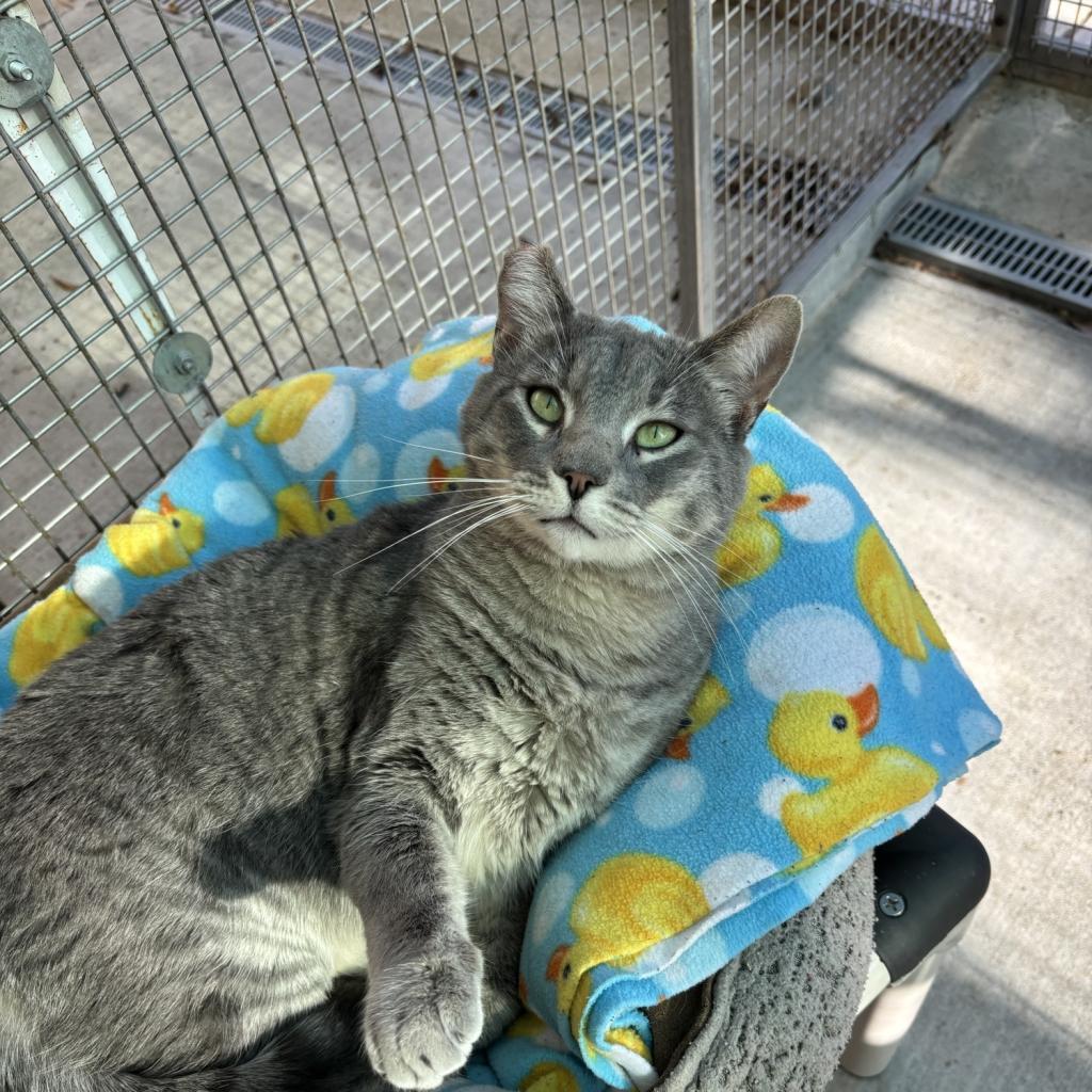 Enlarge Sukuna, a Adoptable Domestic Short Hair in Fresno, CA image 2/5