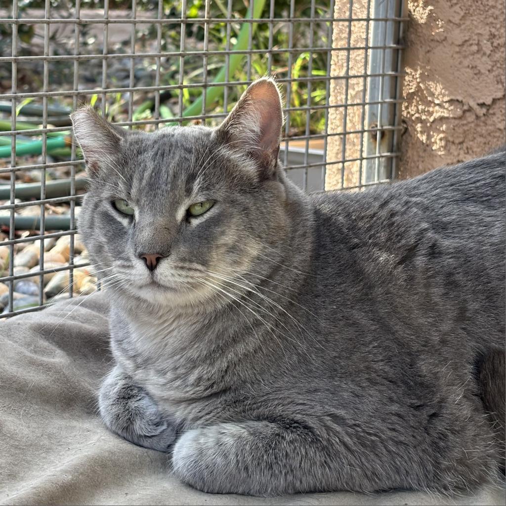 Enlarge Sukuna, a Adoptable Domestic Short Hair in Fresno, CA image 3/5