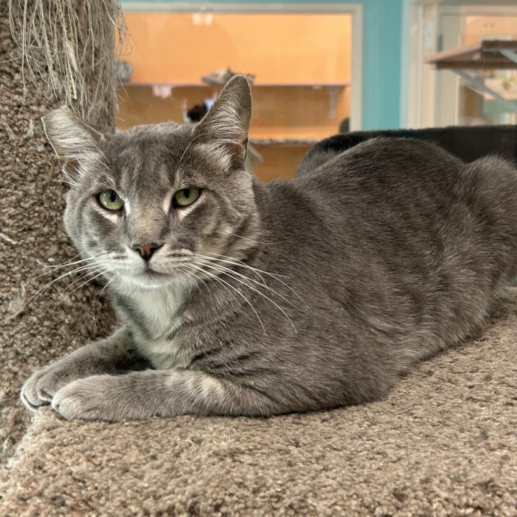 Enlarge Sukuna, a Adoptable Domestic Short Hair in Fresno, CA image 4/5