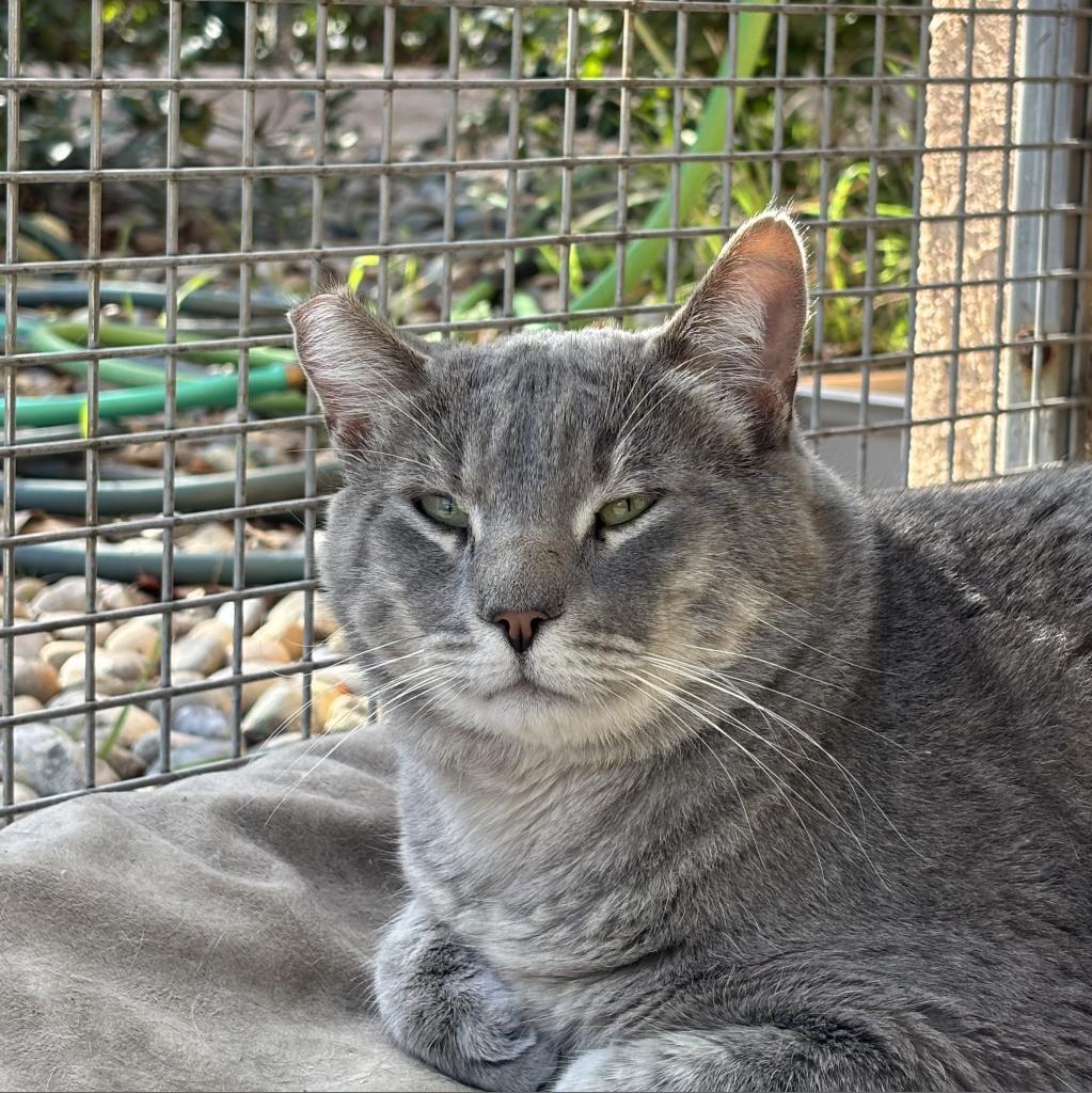 Enlarge Sukuna, a Adoptable Domestic Short Hair in Fresno, CA image 5/5