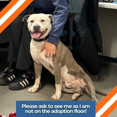 Chico, a ADOPTABLE American Bully in Hilliard, OH image 2/2