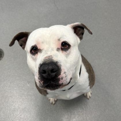 Chico, a ADOPTABLE American Bully in Hilliard, OH image 1/2