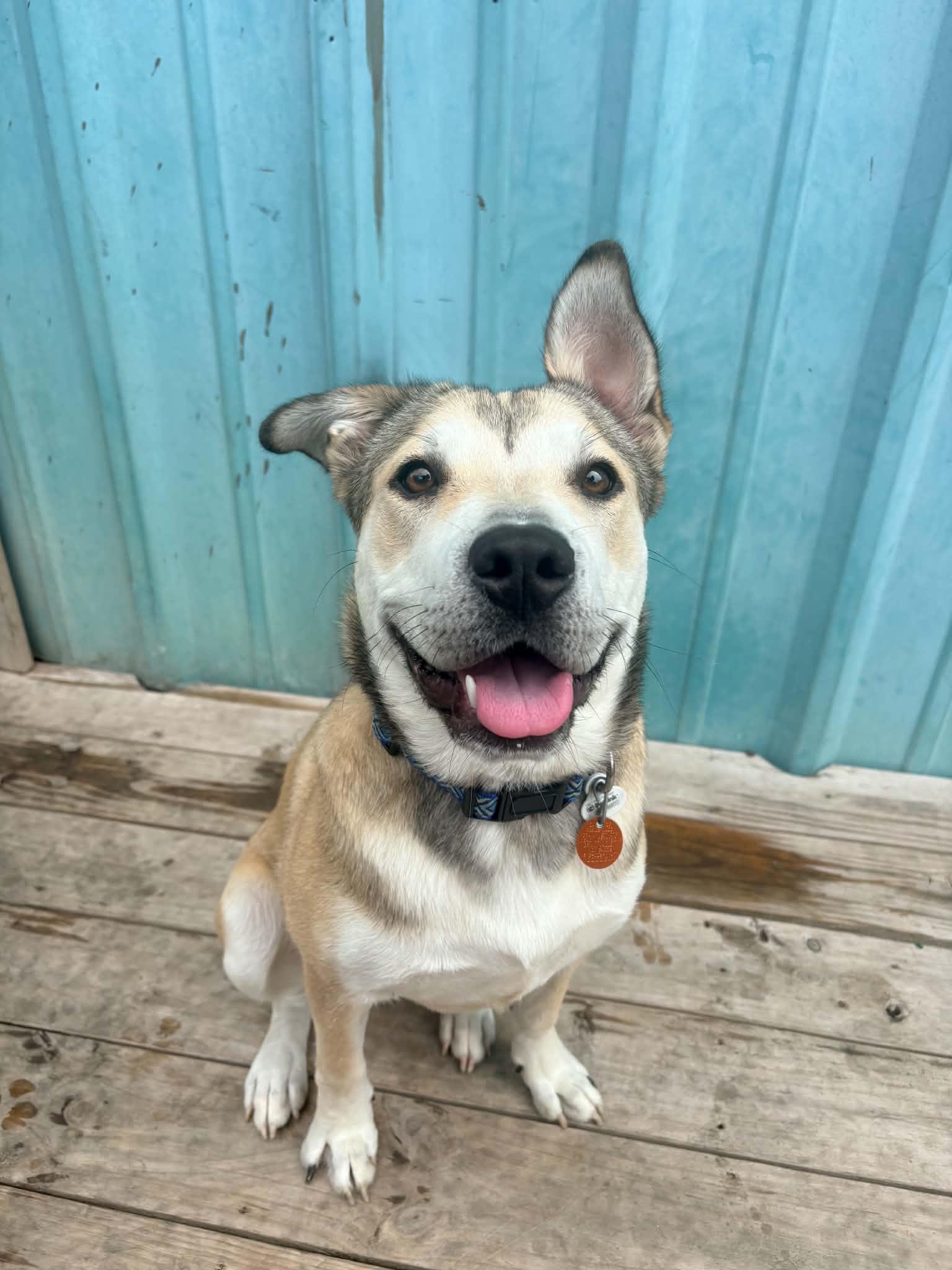 Enlarge Sterling- In Foster, a Adoptable mixed breed in Kansas City, MO image 2/6