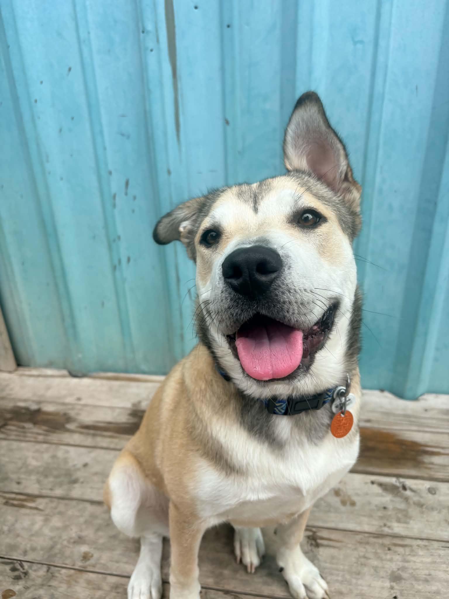 Enlarge Sterling- In Foster, a Adoptable mixed breed in Kansas City, MO image 3/6