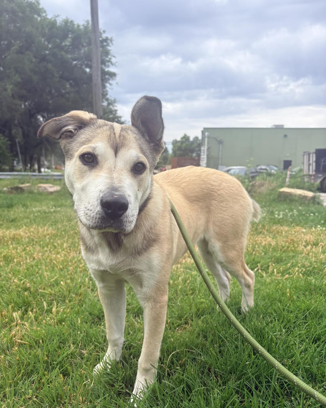 Sterling, Adoptable, Adult Female German Shepherd Dog.