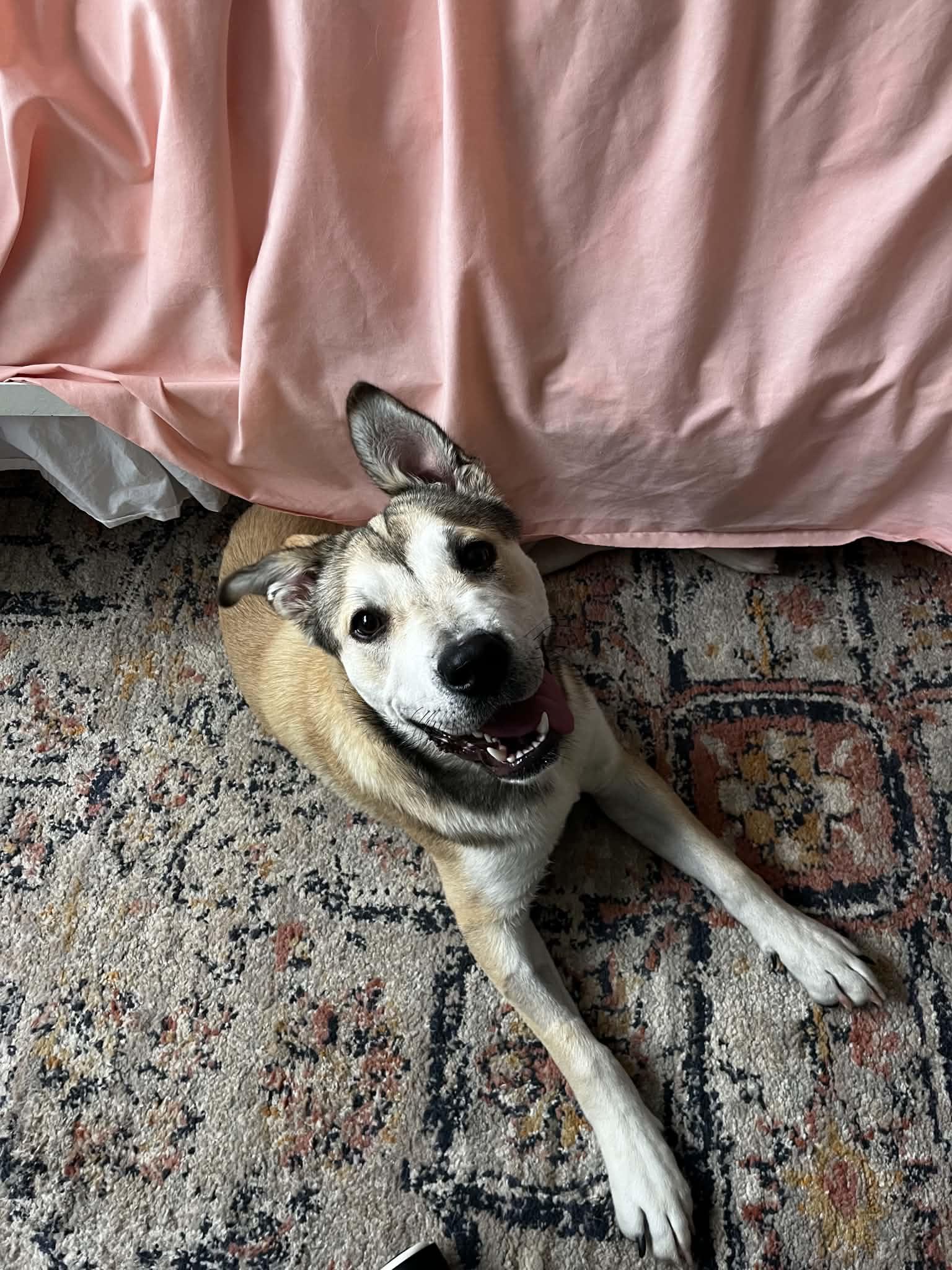 Sterling, a Adoptable mixed breed in Kansas City, MO image 2/4