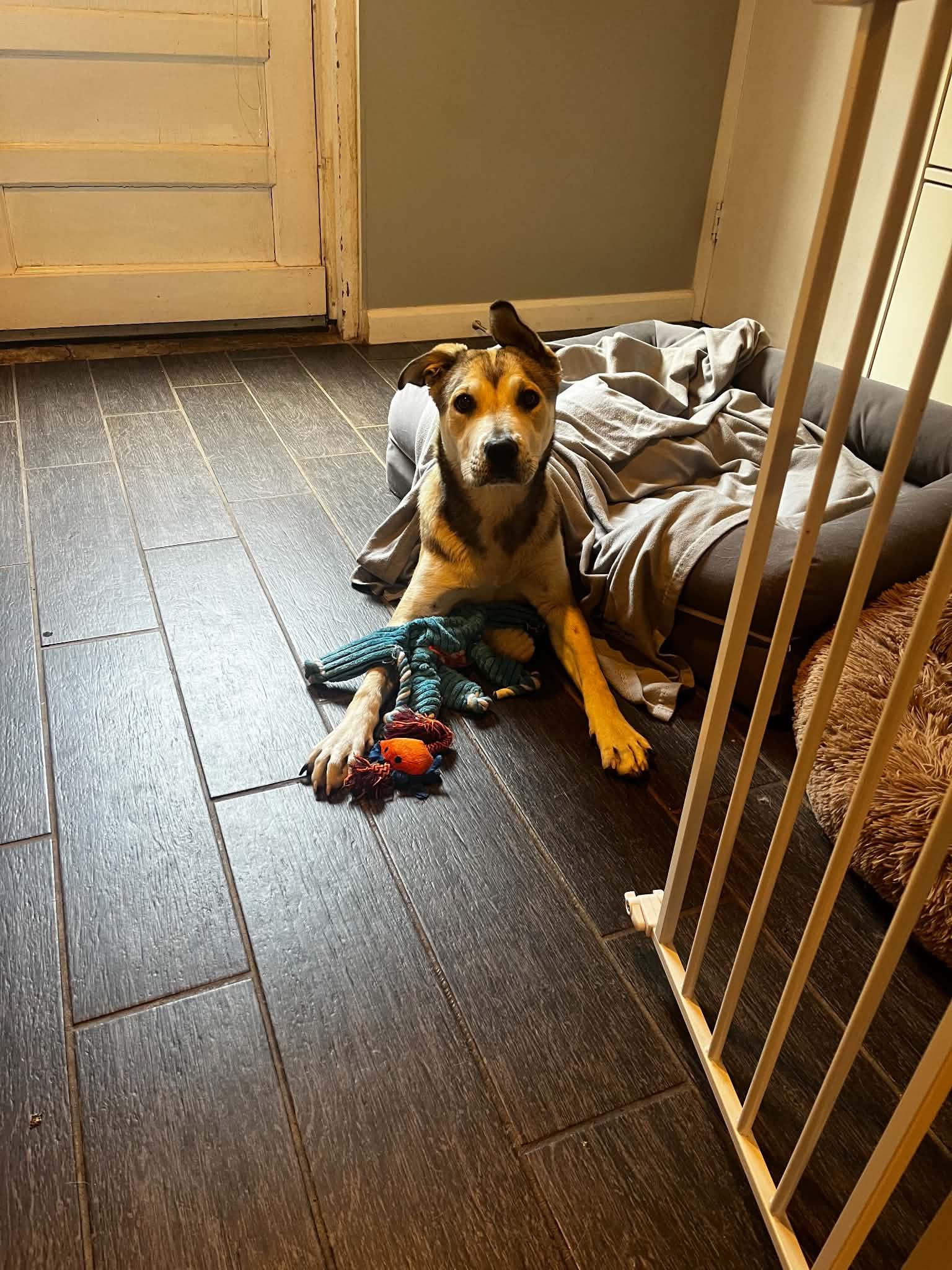 Sterling, a Adoptable mixed breed in Kansas City, MO image 3/4