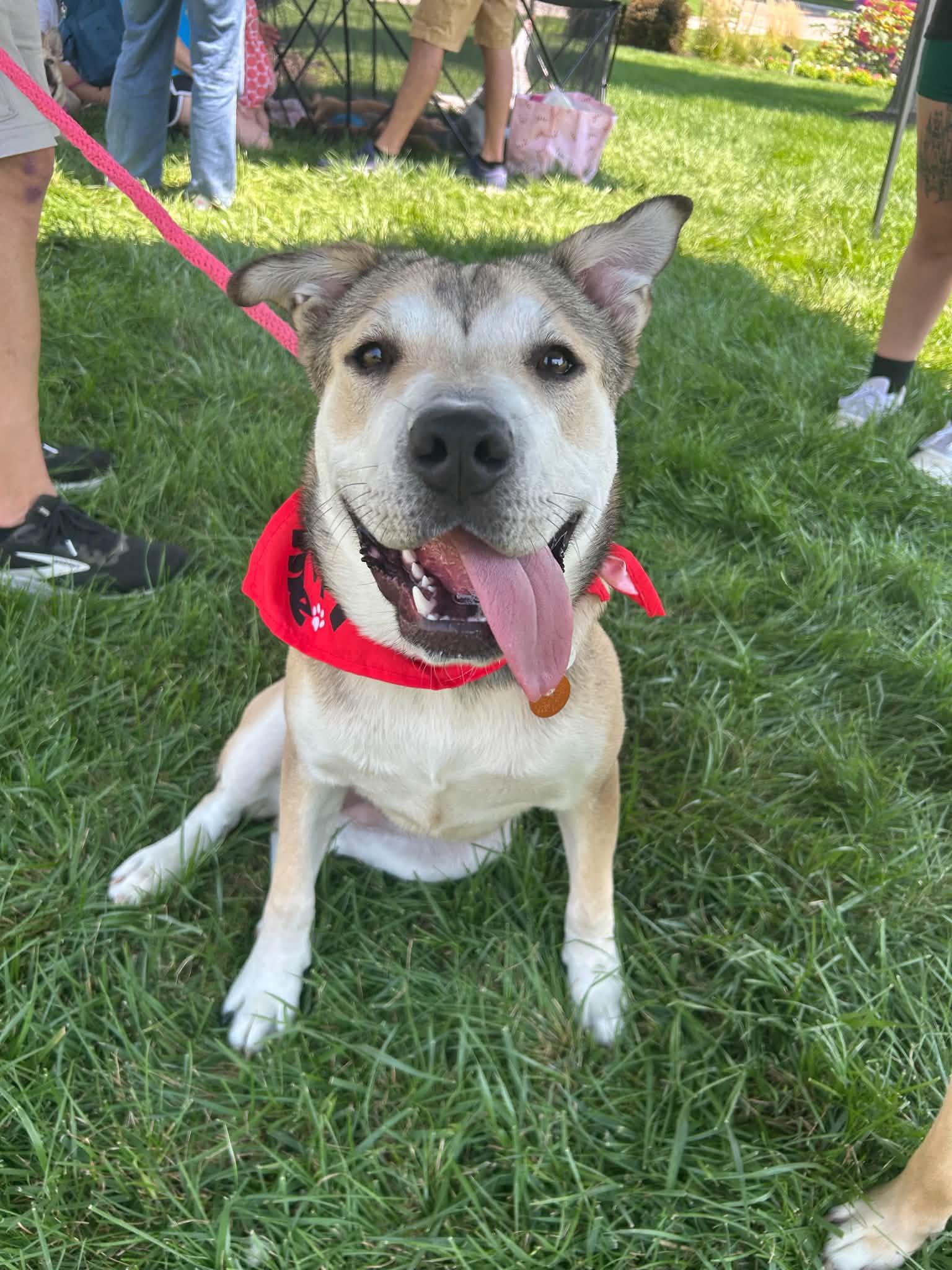 Enlarge Sterling- In Foster, a Adoptable mixed breed in Kansas City, MO image 5/6