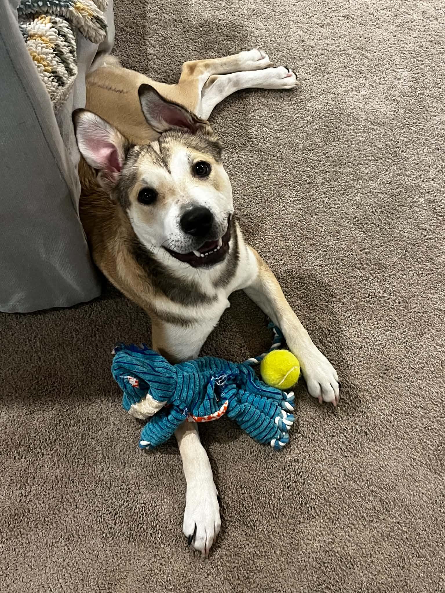 Sterling, a Adoptable mixed breed in Kansas City, MO image 4/4
