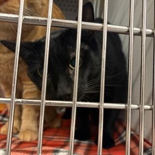 Iceman (Grim), Adoptable, Adult Male Domestic Short Hair & Mixed Breed.
