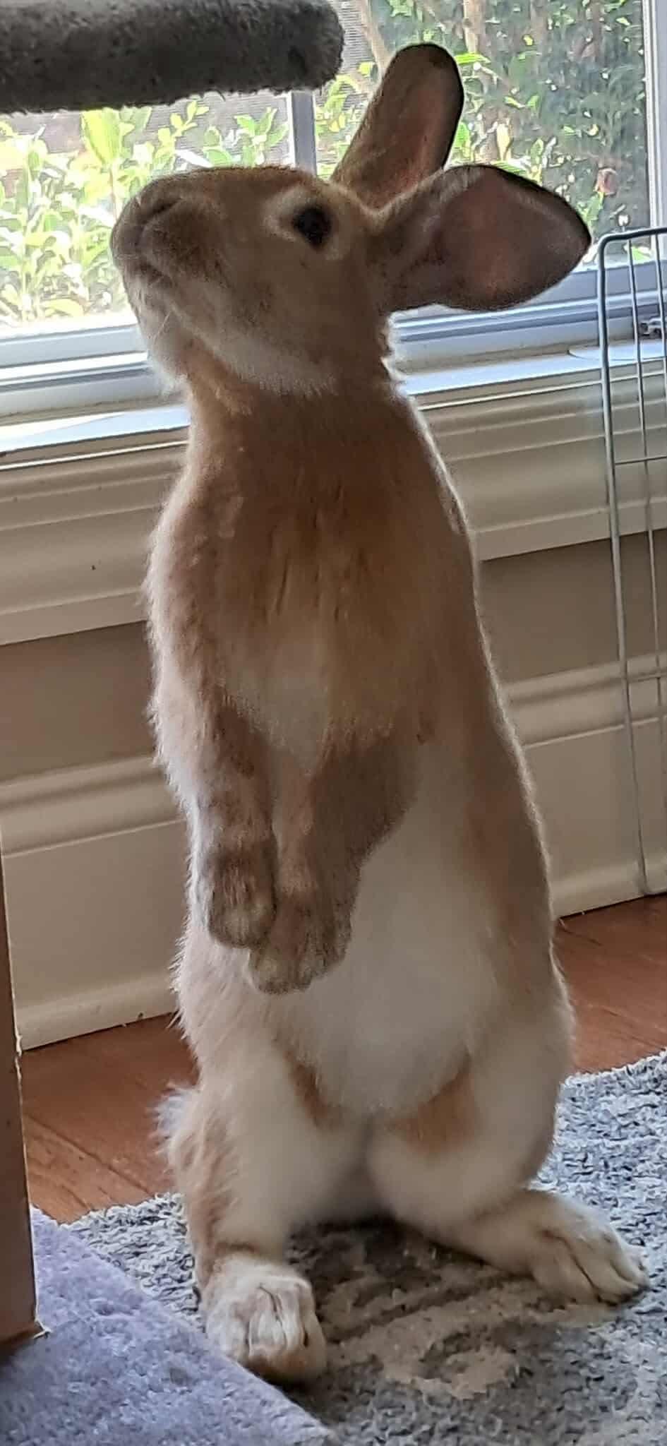 Enlarge Merida, a Adoptable mixed breed in Huntsville, AL image 2/6