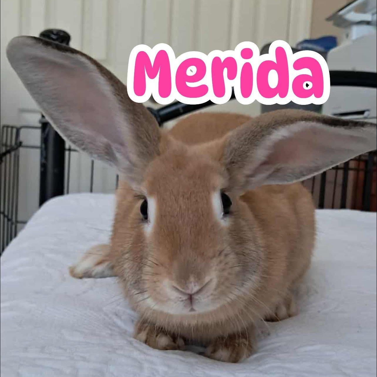 Merida, Adoptable, Young Female Mini Lop & Palomino.