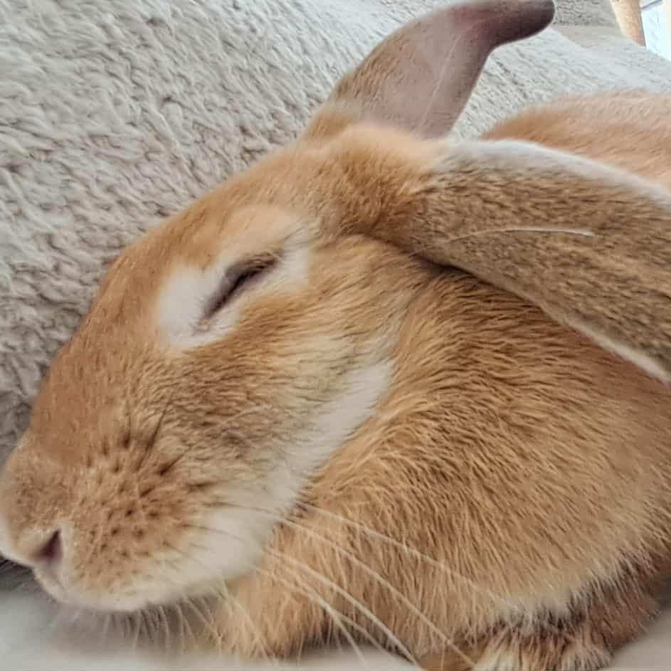 Enlarge Merida, a Adoptable mixed breed in Huntsville, AL image 3/6