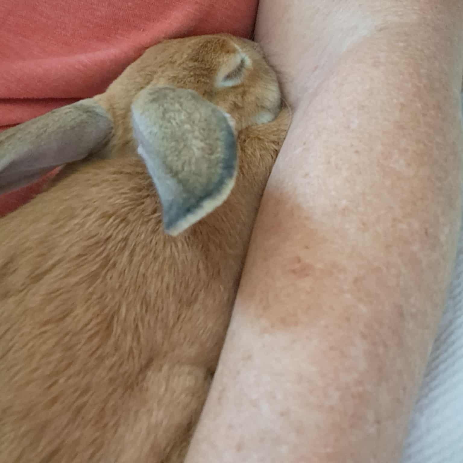 Enlarge Merida, a Adoptable mixed breed in Huntsville, AL image 4/6