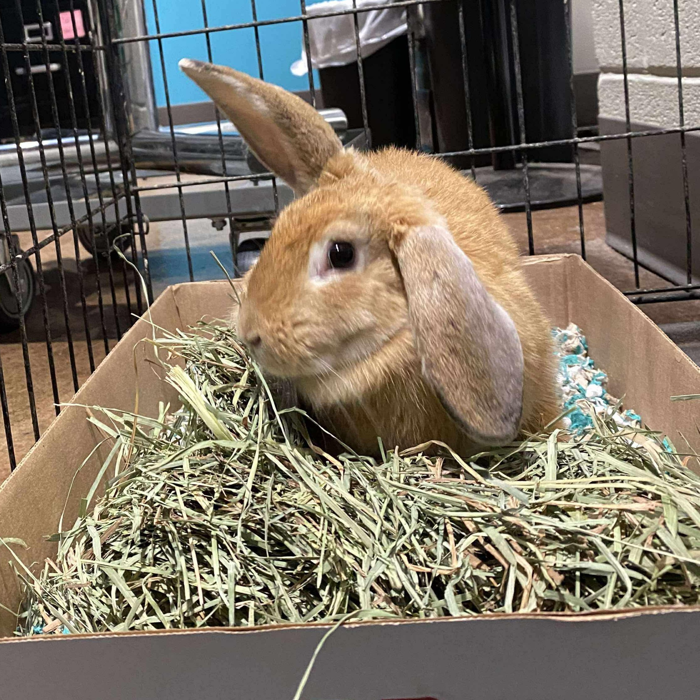 Enlarge Merida, a Adoptable mixed breed in Huntsville, AL image 5/6