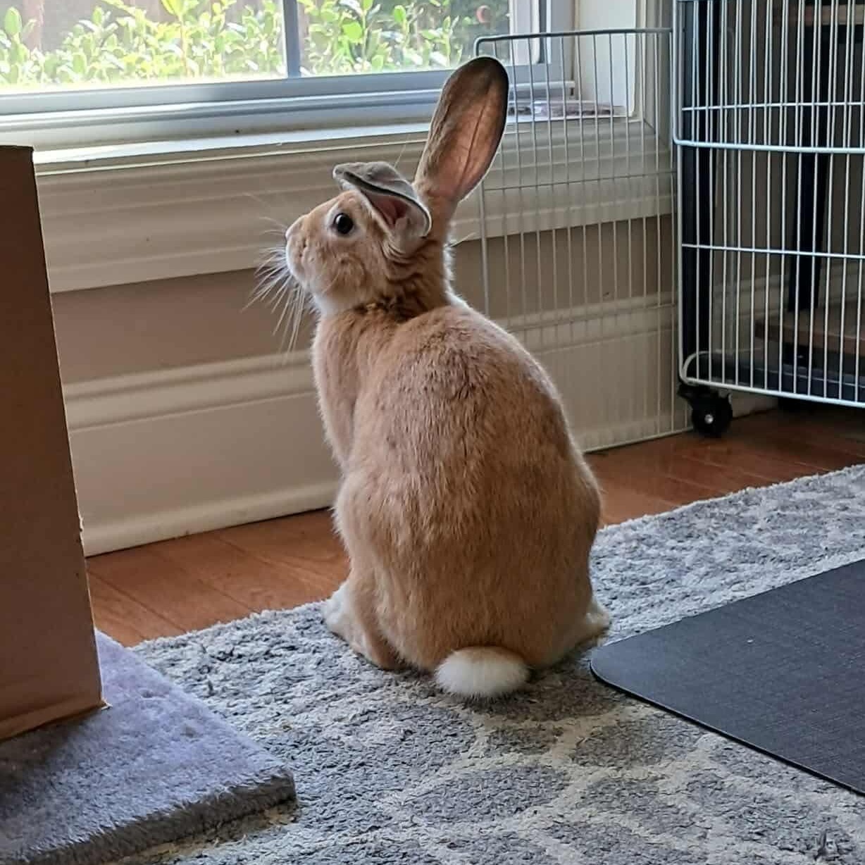 Enlarge Merida, a Adoptable mixed breed in Huntsville, AL image 6/6