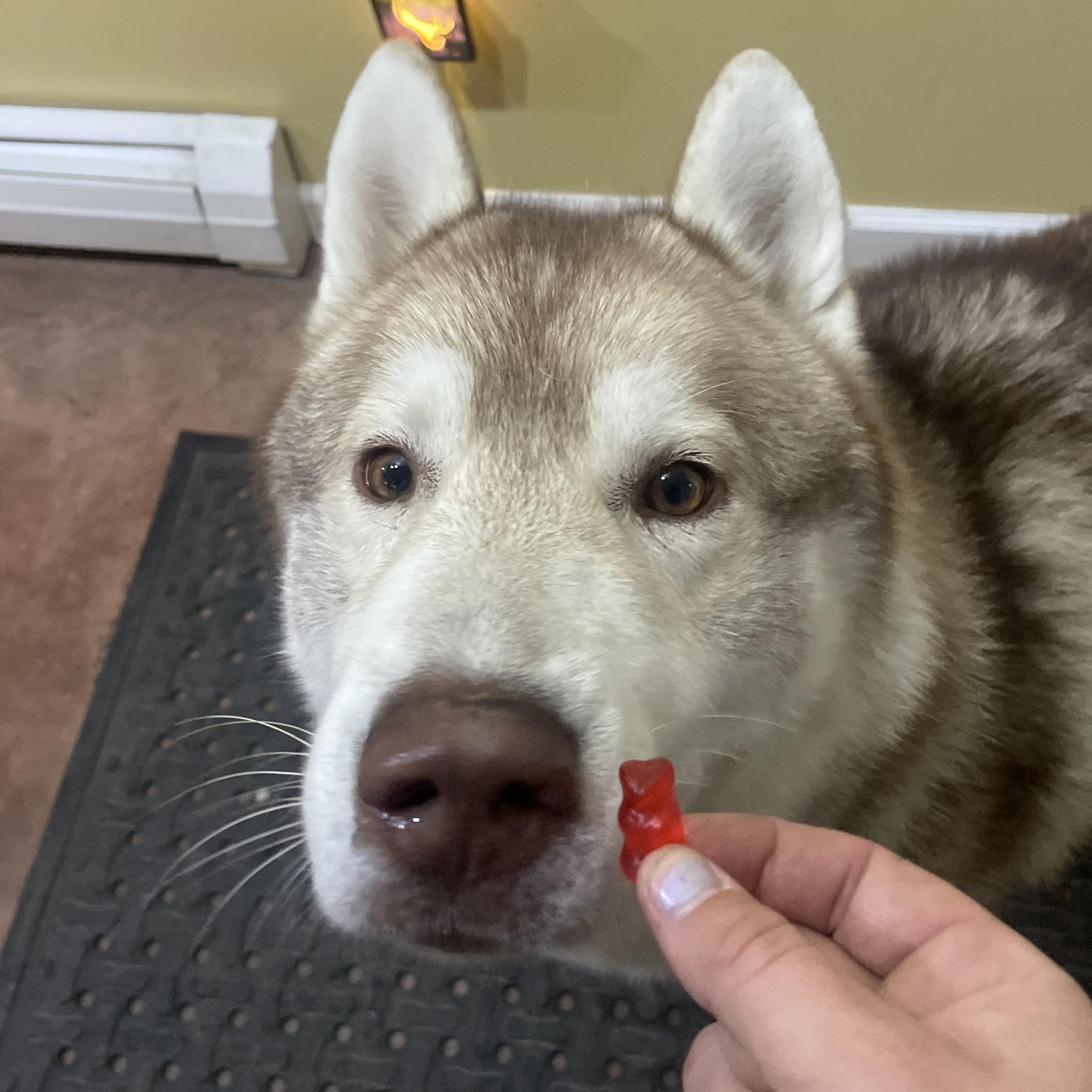 Haribo, a Adoptable Siberian Husky in Bridgton, ME image 1/3