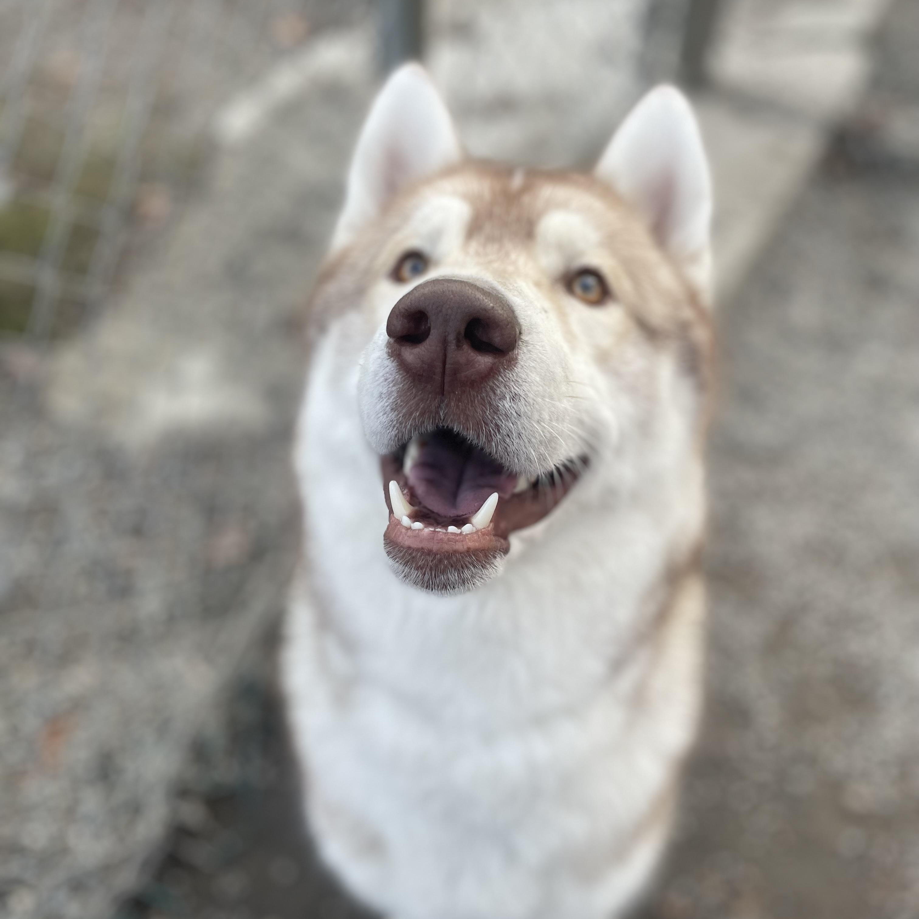 Haribo, a Adoptable Siberian Husky in Bridgton, ME image 2/3
