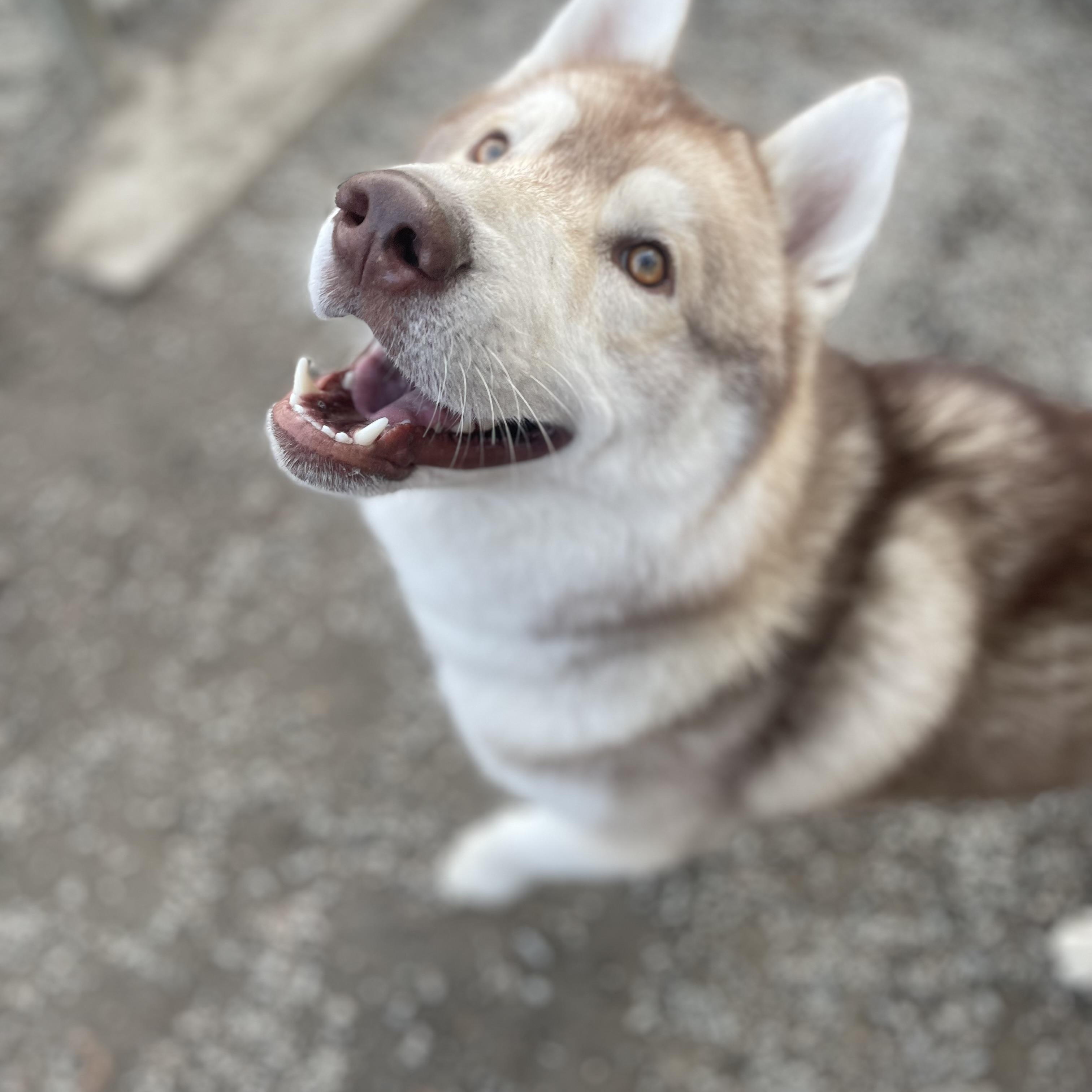 Haribo, a Adoptable Siberian Husky in Bridgton, ME image 3/3