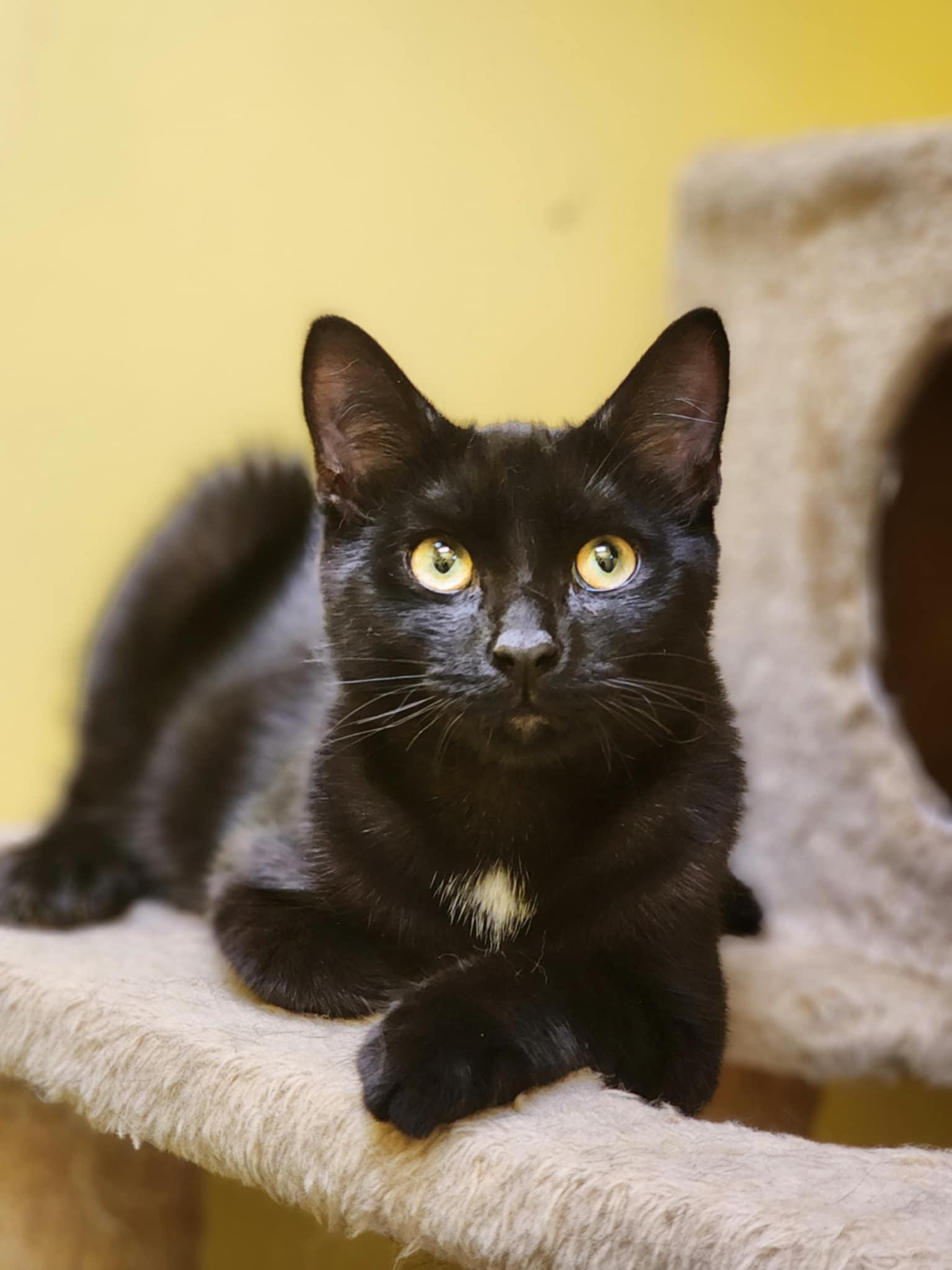 PHIL and GRIMES, Adopted, Young Male Domestic Short Hair.