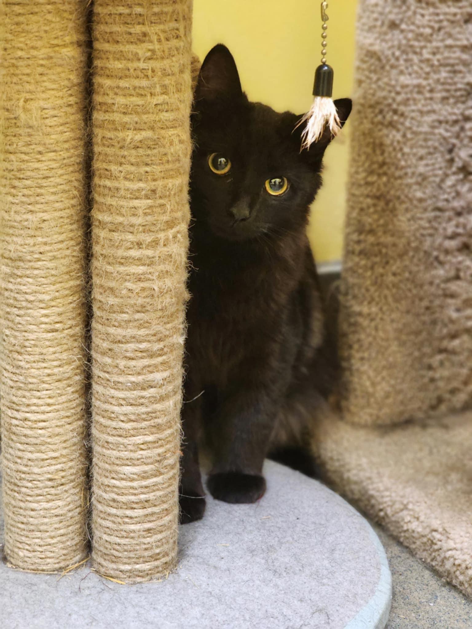 Enlarge PHIL and GRIMES, a Adopted Domestic Short Hair in Manassas, VA image 2/6