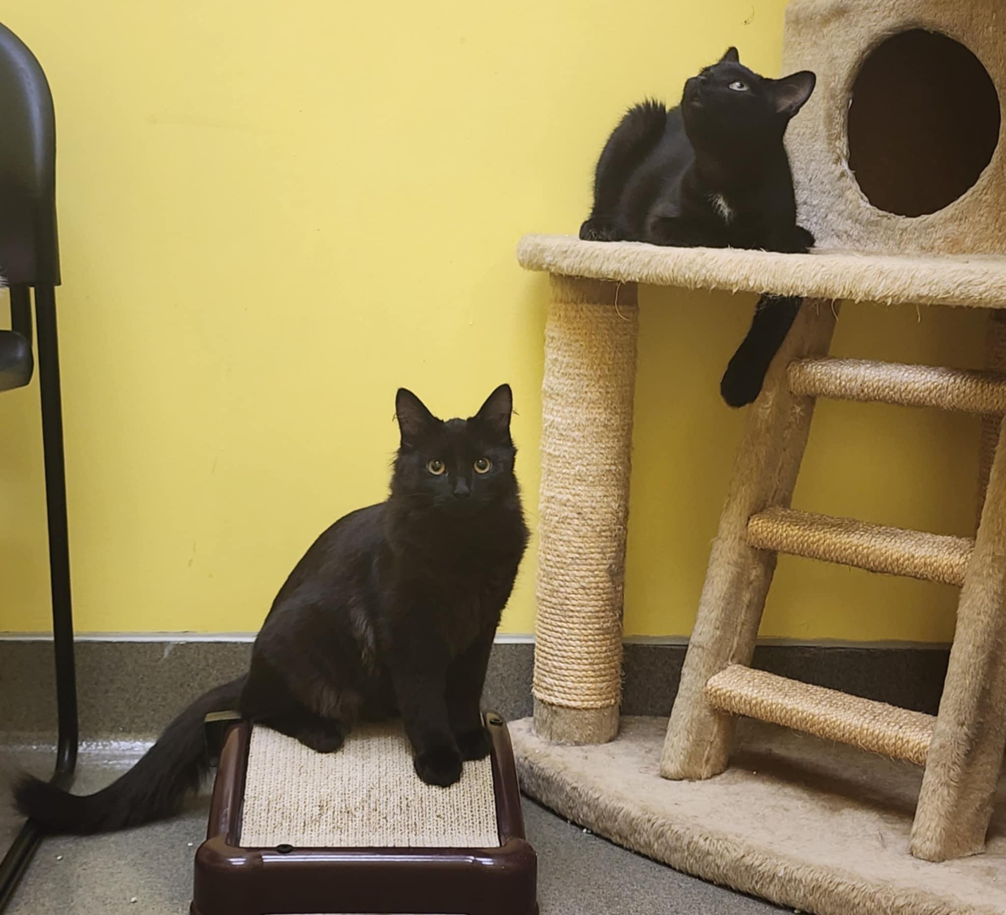 Enlarge PHIL and GRIMES, a Adopted Domestic Short Hair in Manassas, VA image 3/6