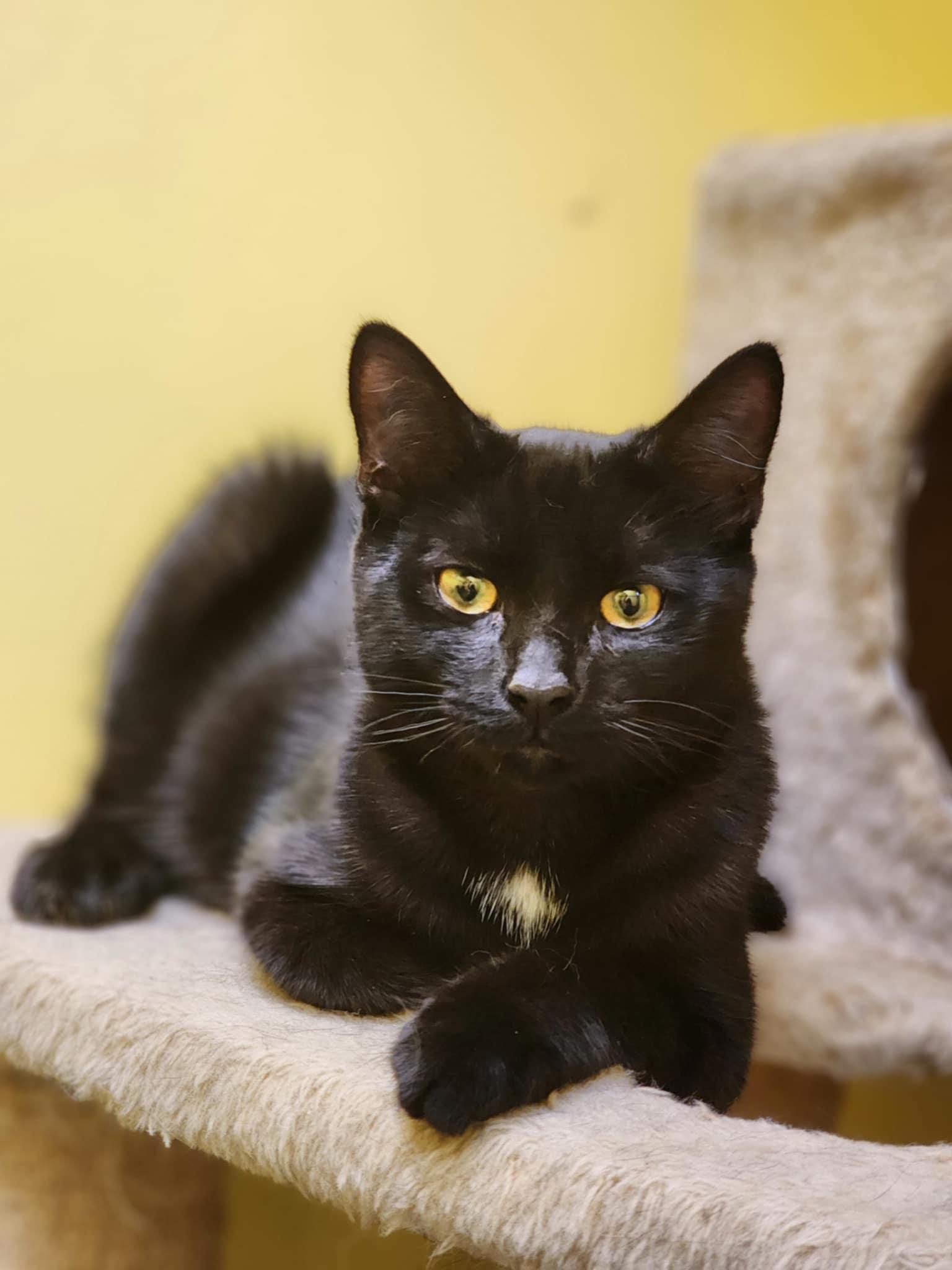 Enlarge PHIL and GRIMES, a Adopted Domestic Short Hair in Manassas, VA image 4/6