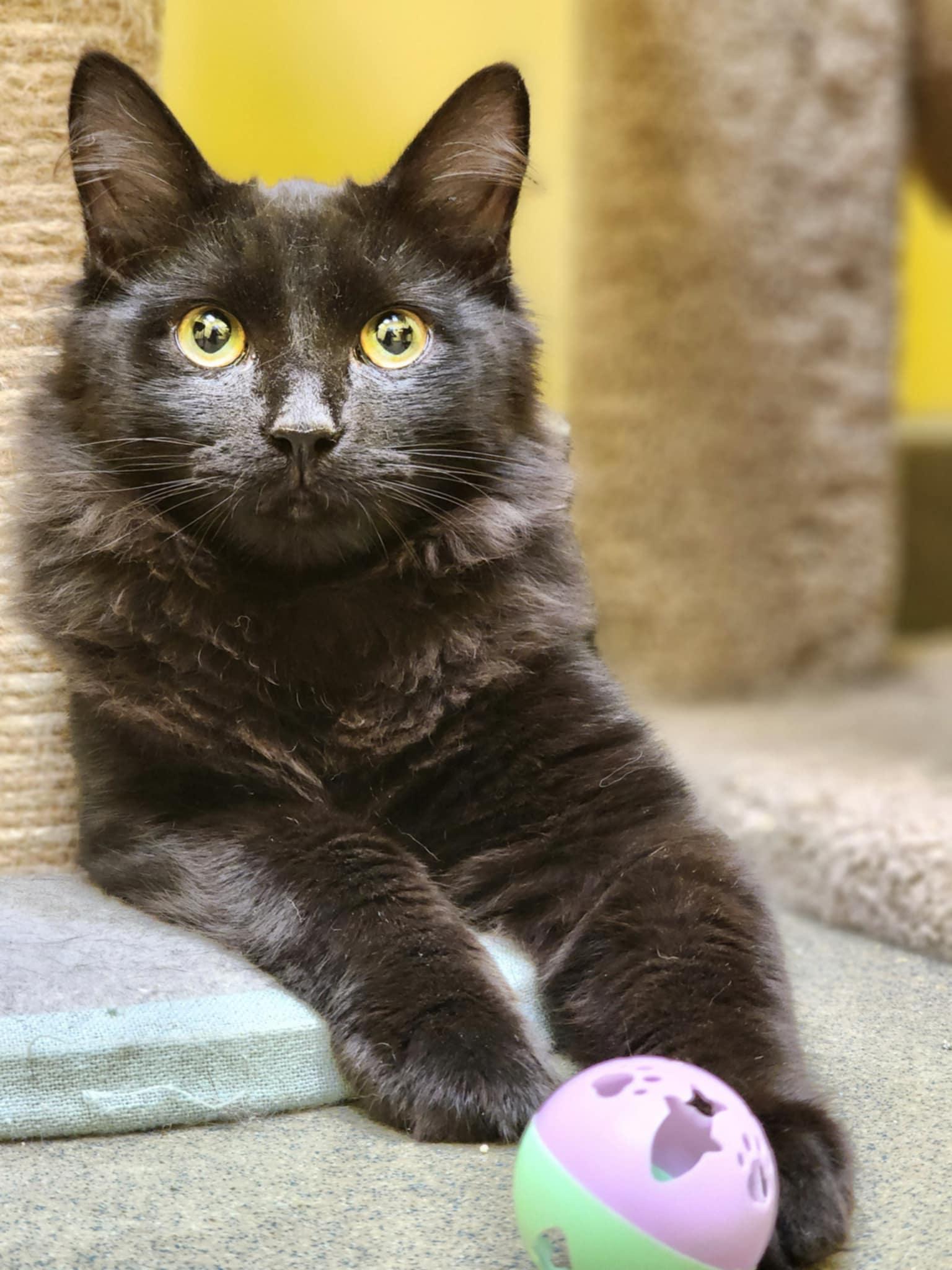 Enlarge PHIL and GRIMES, a Adopted Domestic Short Hair in Manassas, VA image 6/6