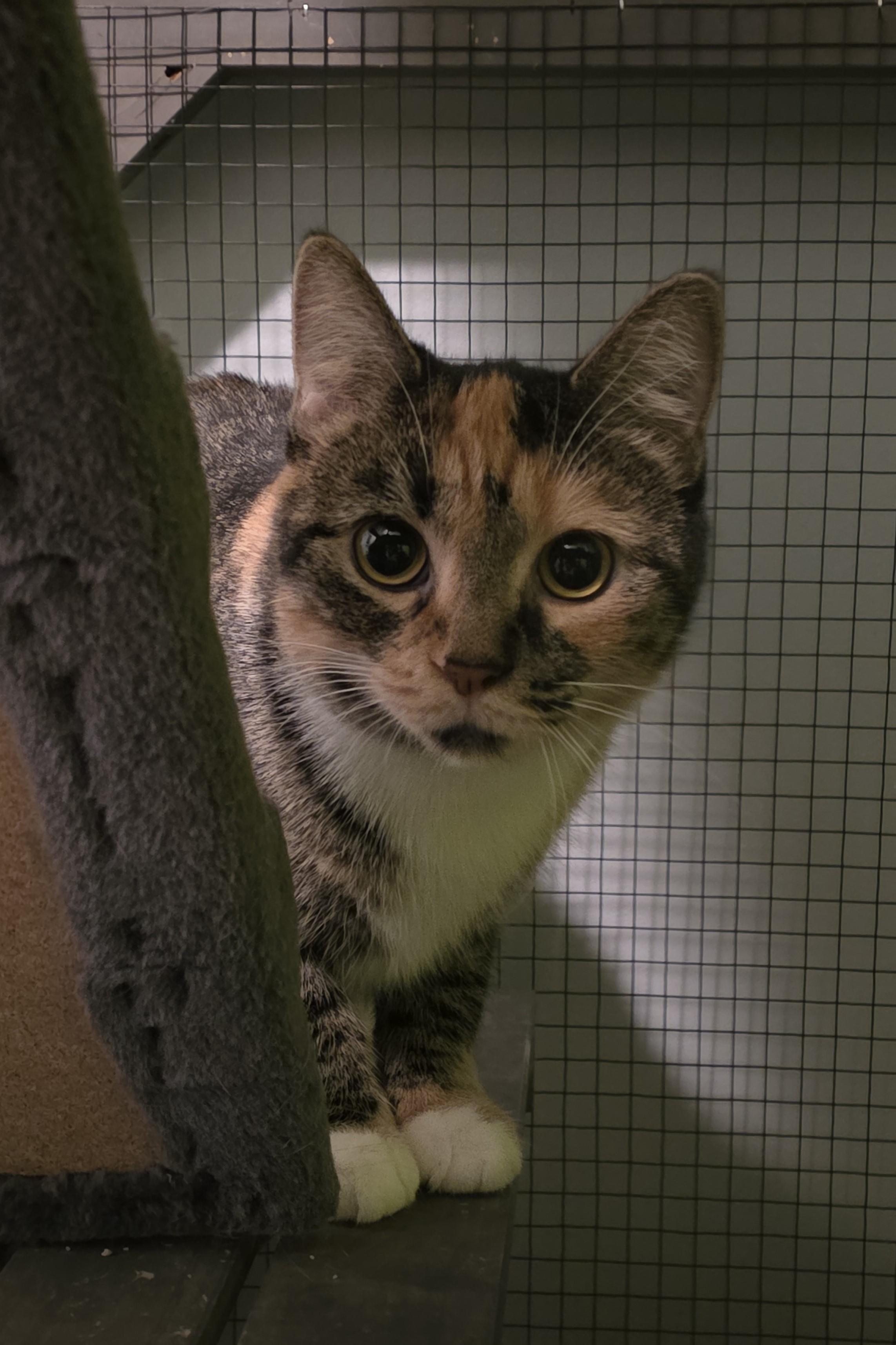 Enlarge Fontina, a ADOPTABLE Domestic Short Hair in Elizabeth, IL image 2/4