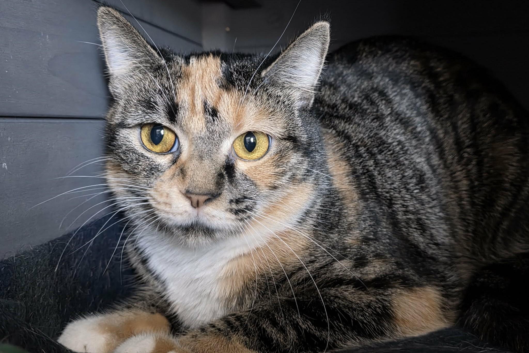 Fontina, ADOPTABLE, Adult Female Domestic Short Hair.